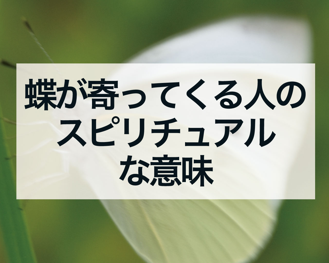 蝶が寄ってくる人のスピリチュアルな意味とは？