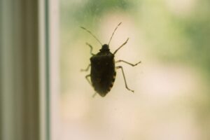 窓にカメムシが現れた場合