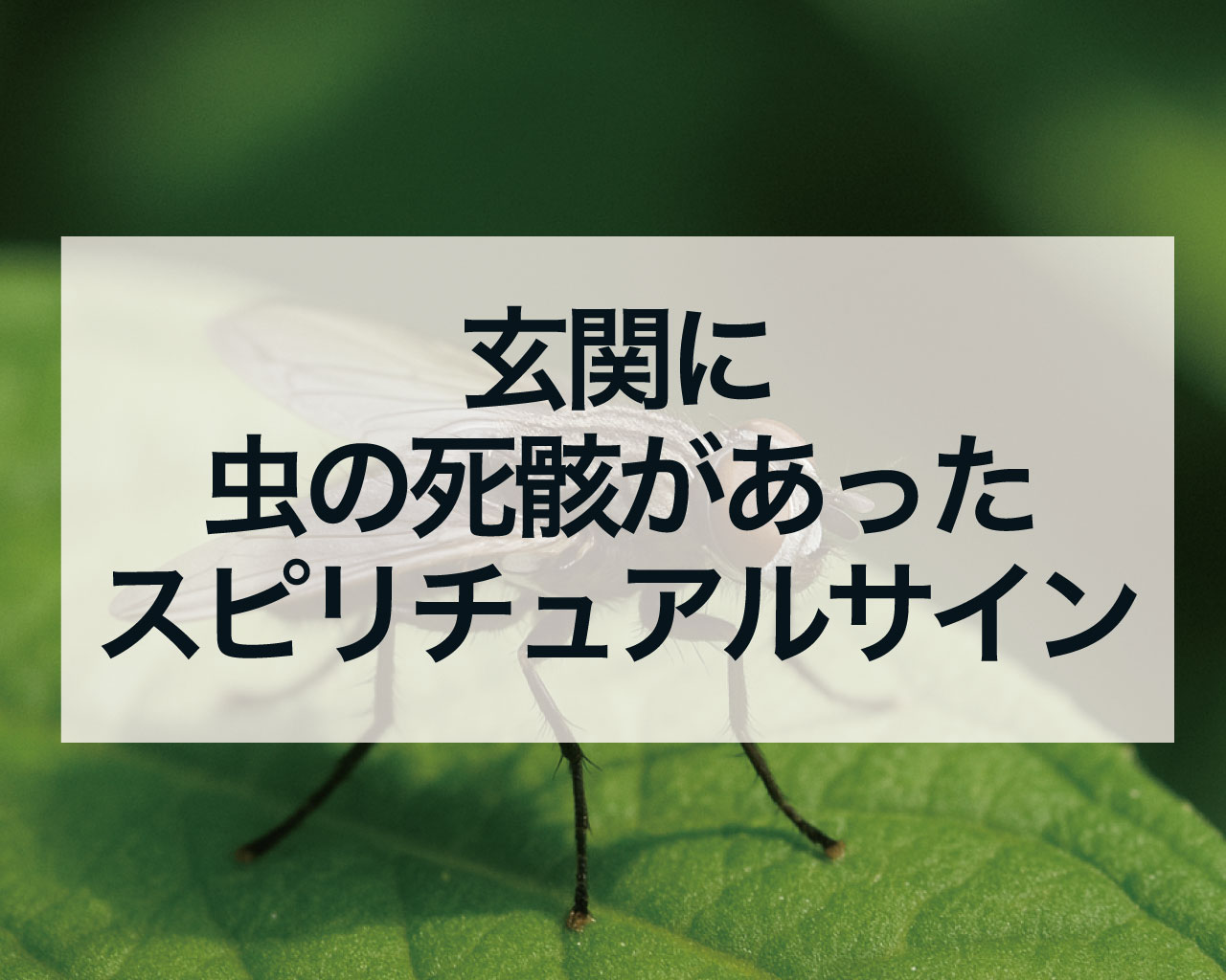 玄関に虫の死骸があった時のスピリチュアルサイン