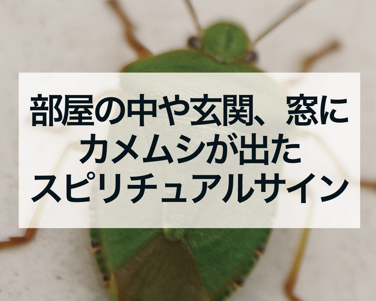 部屋の中や玄関や窓にカメムシが出たスピリチュアルサイン