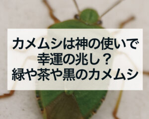 カメムシは神の使いで幸運の兆し？緑のカメムシと茶色のカメムシ、黒のカメムシの意味