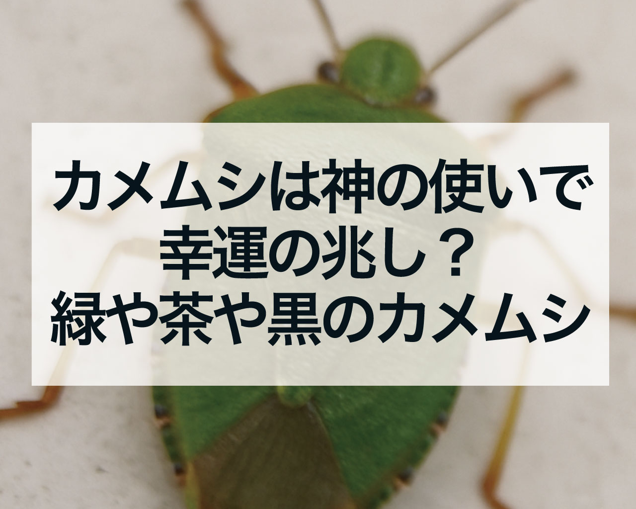 カメムシは神の使いで幸運の兆し？緑のカメムシと茶色のカメムシ、黒のカメムシの意味