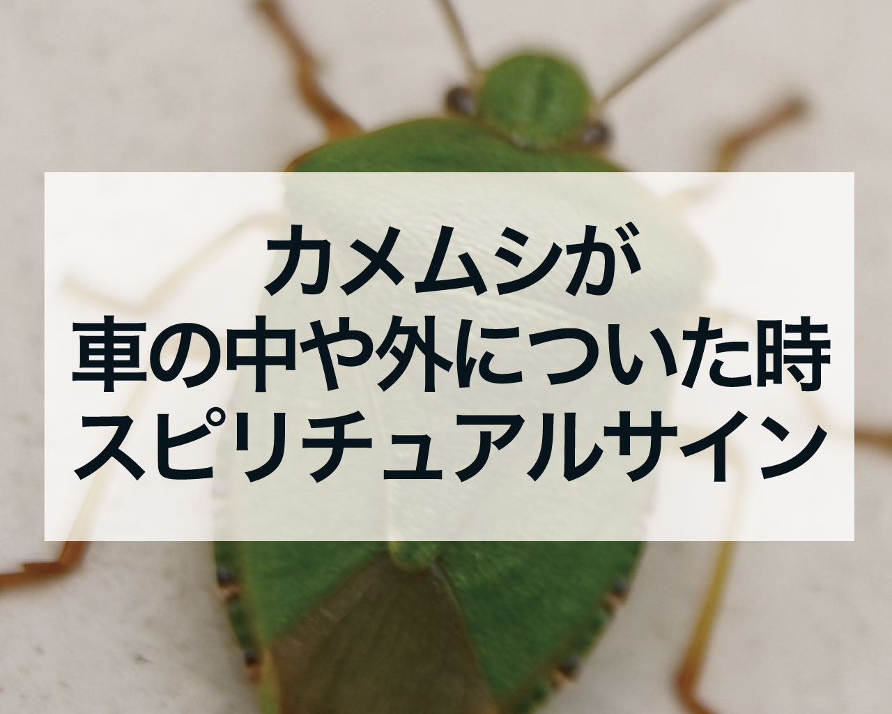 カメムシが車の中や外についた時のスピリチュアルサイン
