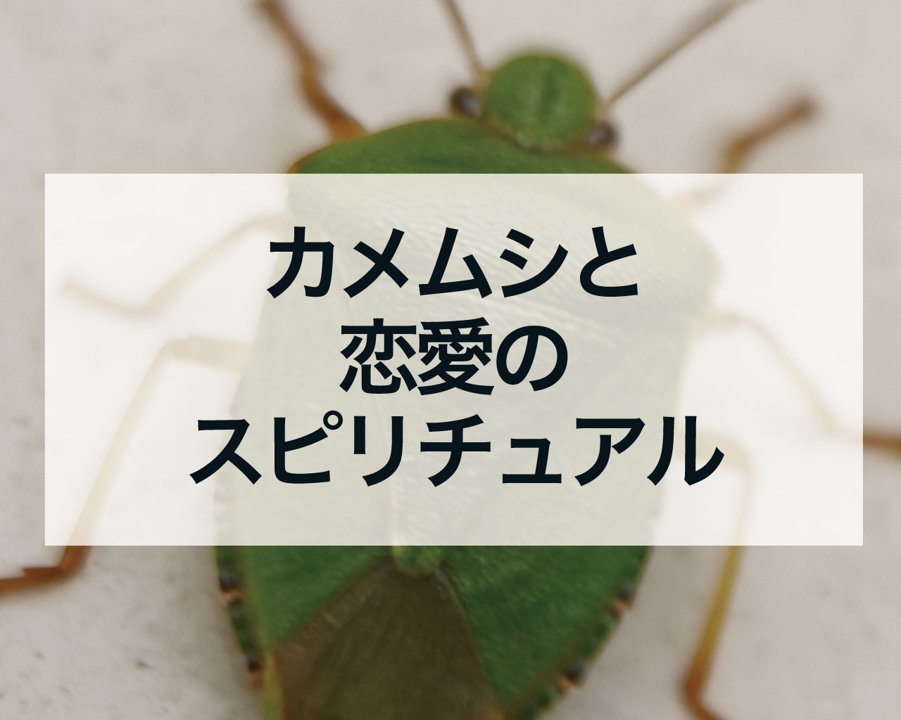 カメムシと恋愛のスピリチュアル