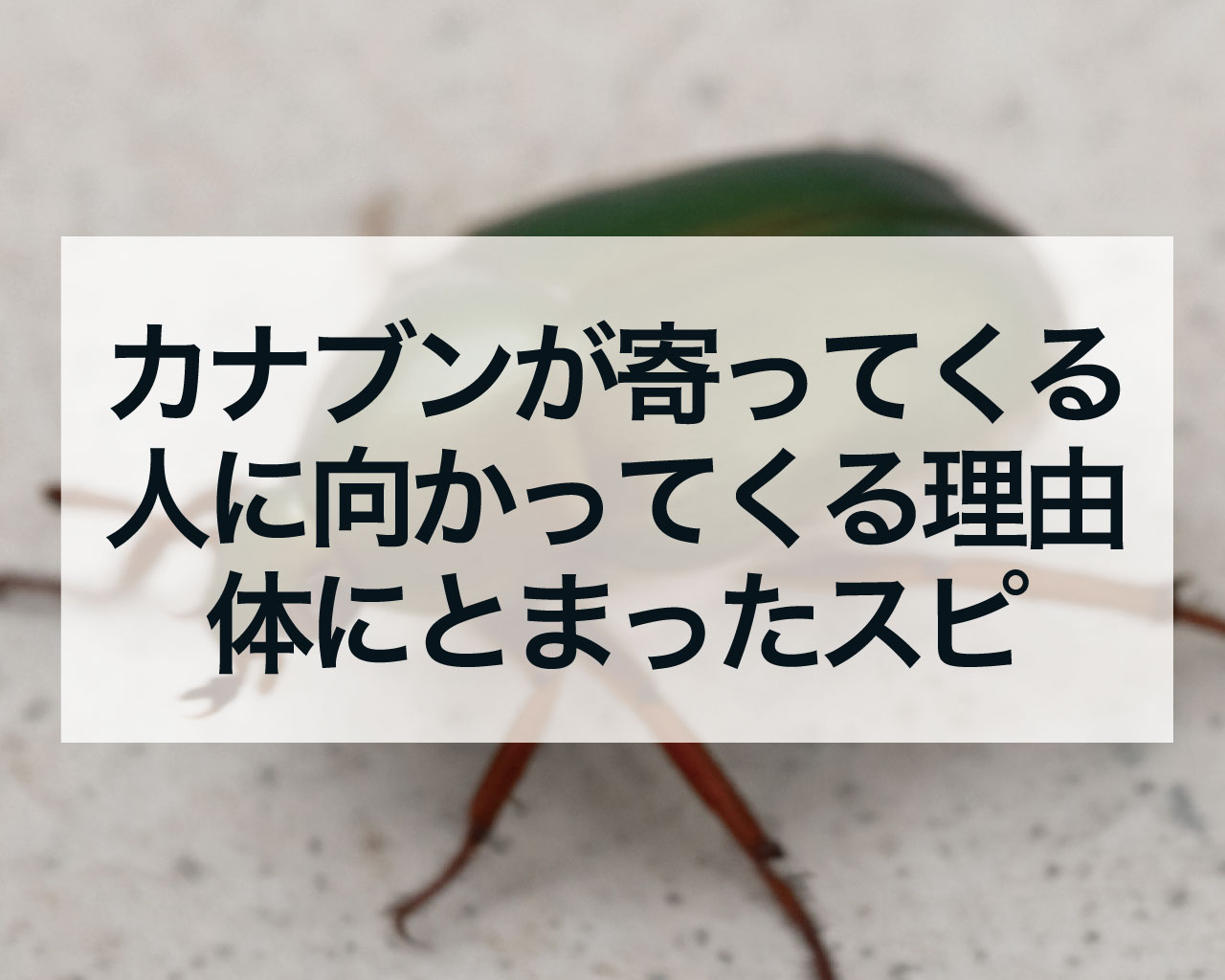 カナブンが寄ってくる人に向かってくる理由と体にとまったスピリチュアル