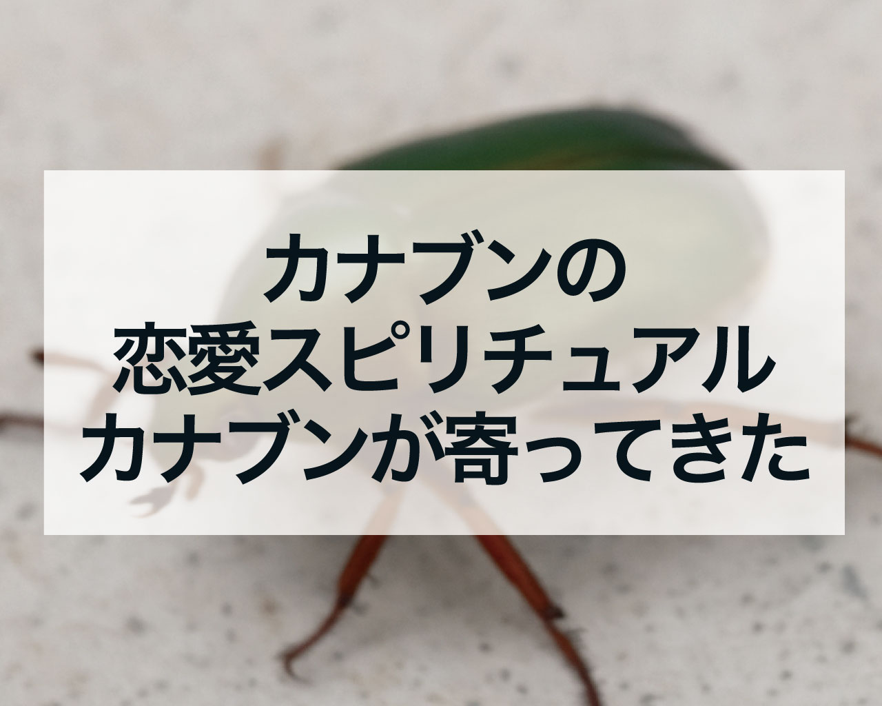 カナブンの恋愛スピリチュアル、カナブンが寄ってきた、見た時の恋愛での意味