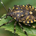 キマダラカメムシはとても臭い秋によく出現する