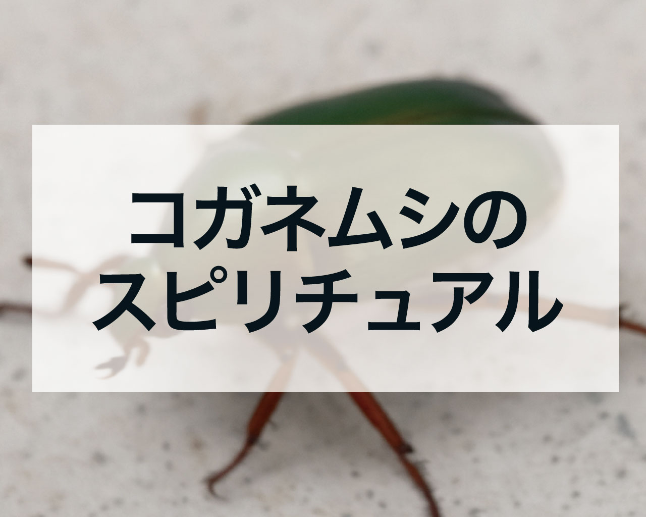 コガネムシのスピリチュアル、コガネムシを神社や家の中で見た意味