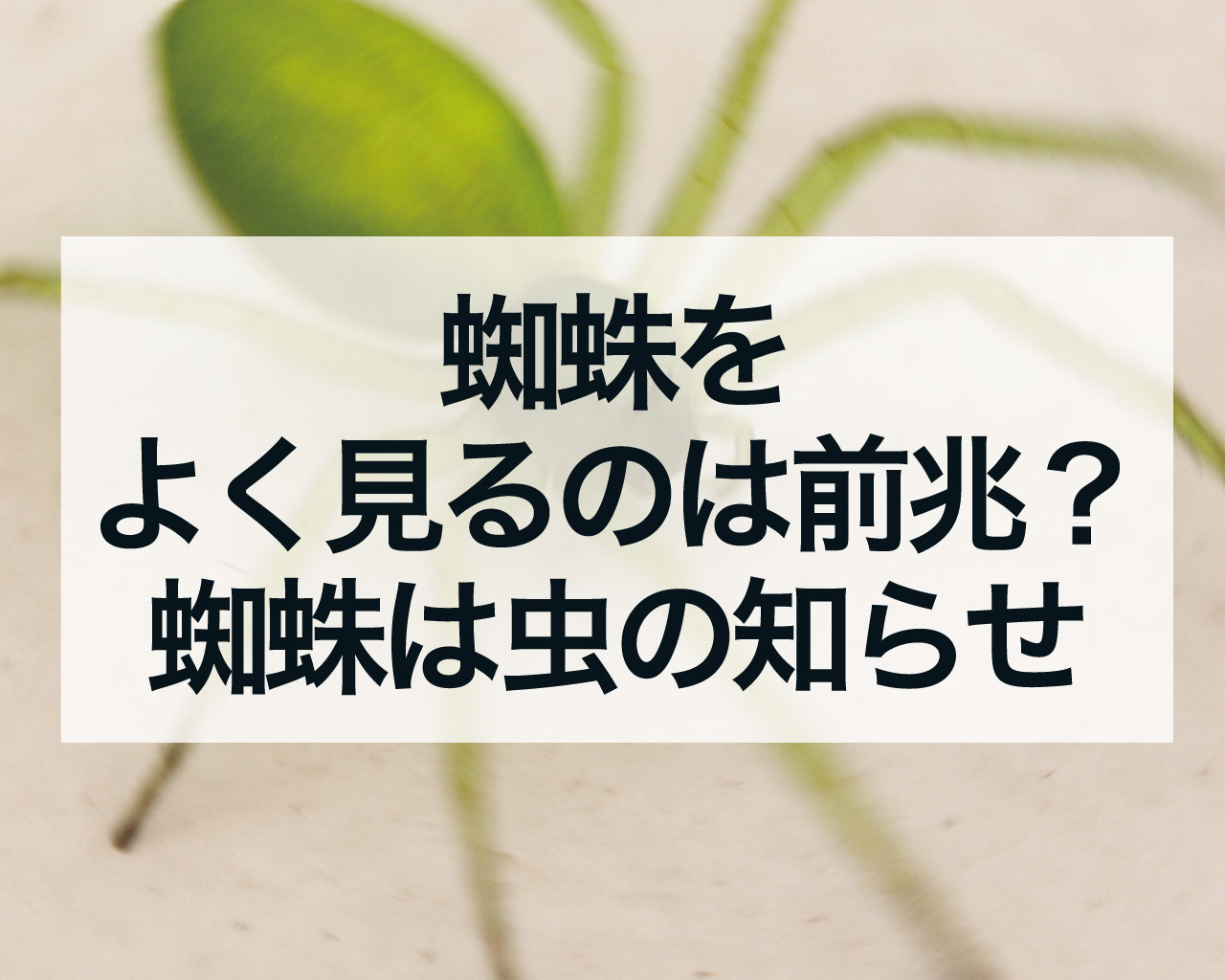 蜘蛛をよく見るのは前兆？蜘蛛は虫の知らせ