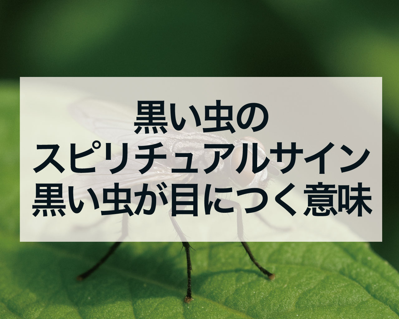 黒い虫のスピリチュアルサイン、黒い虫が目につく意味