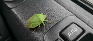 車のカメムシは「守りを整え、進む方向をクリアにする」サインになりやすい