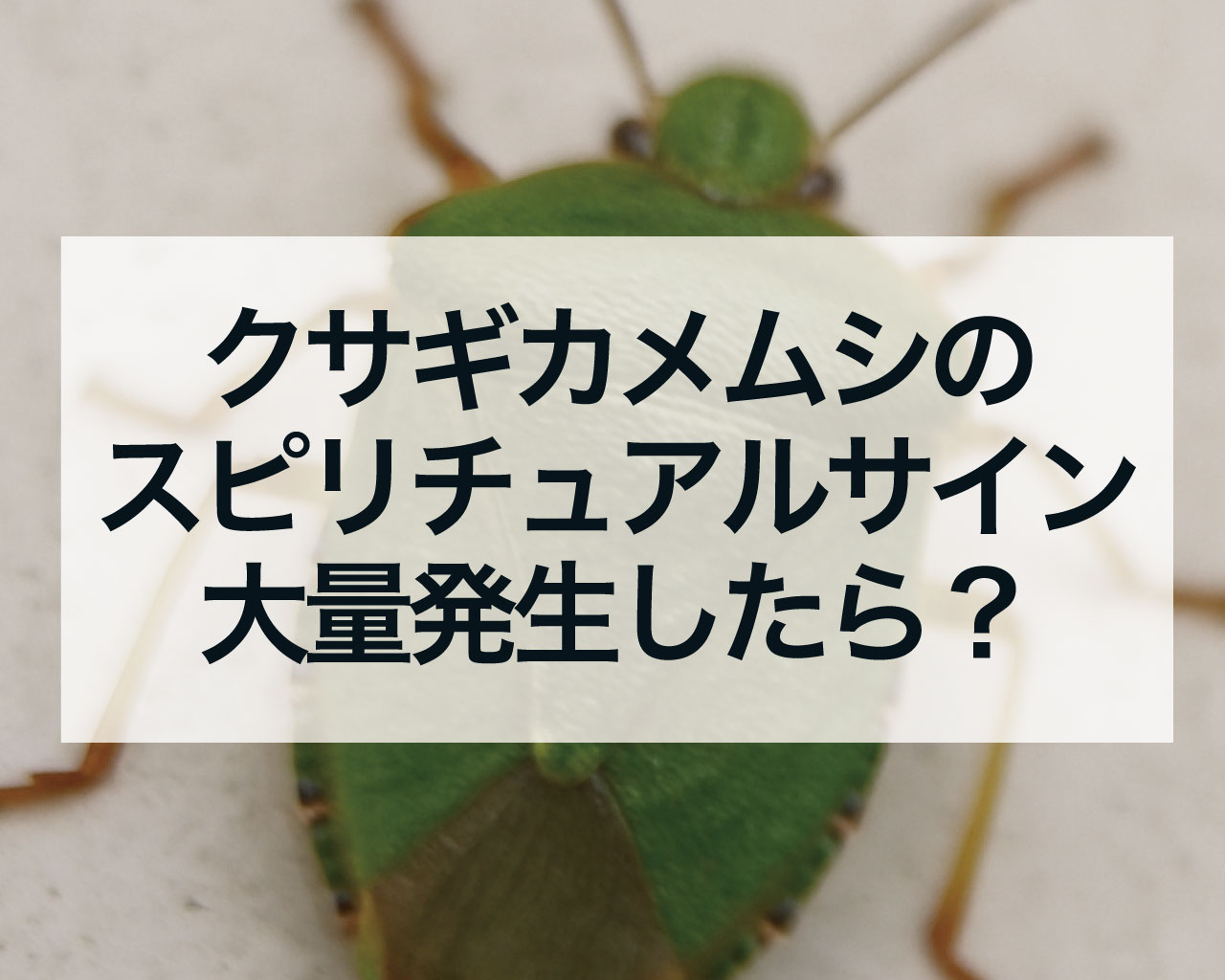 クサギカメムシのスピリチュアルサイン、大量発生したら？