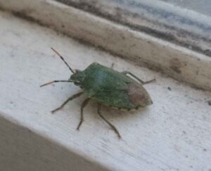 カメムシのスピリチュアルは「浄化」と「境界線」、そして運気の切り替え