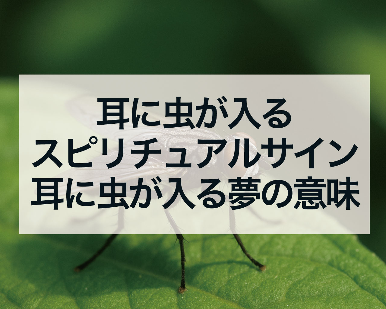 耳に虫が入るスピリチュアルサイン、耳に虫が入る夢の意味