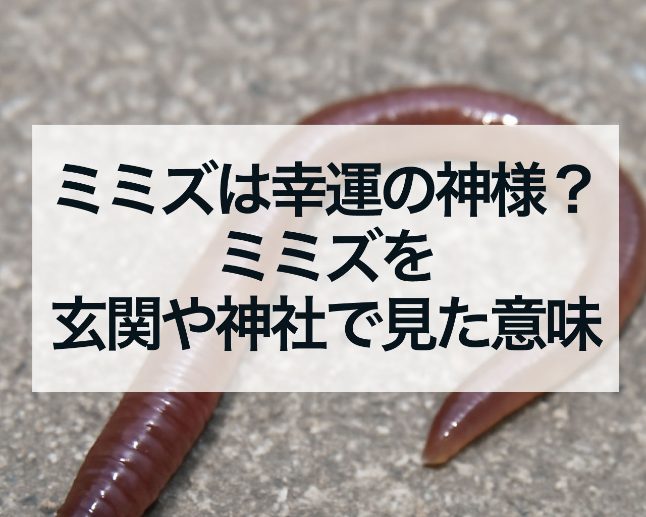 ミミズは幸運の神様？ミミズを玄関や神社で見た意味