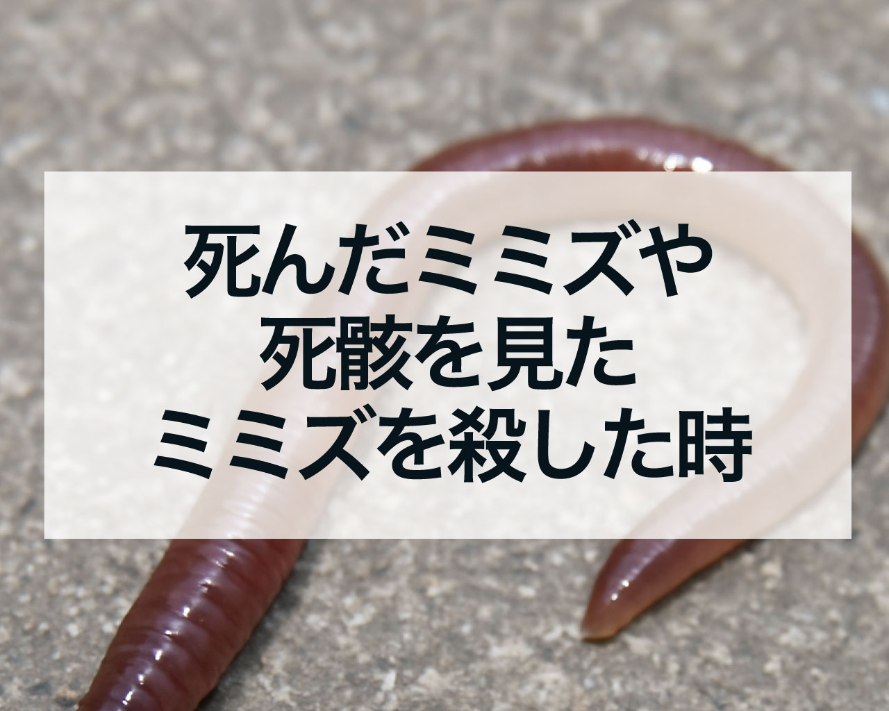 死んだミミズや死骸を見た、ミミズを殺した時のスピリチュアル