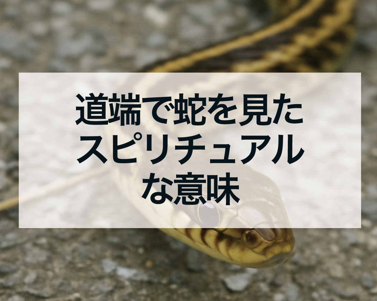 道端で蛇を見たスピリチュアルな意味
