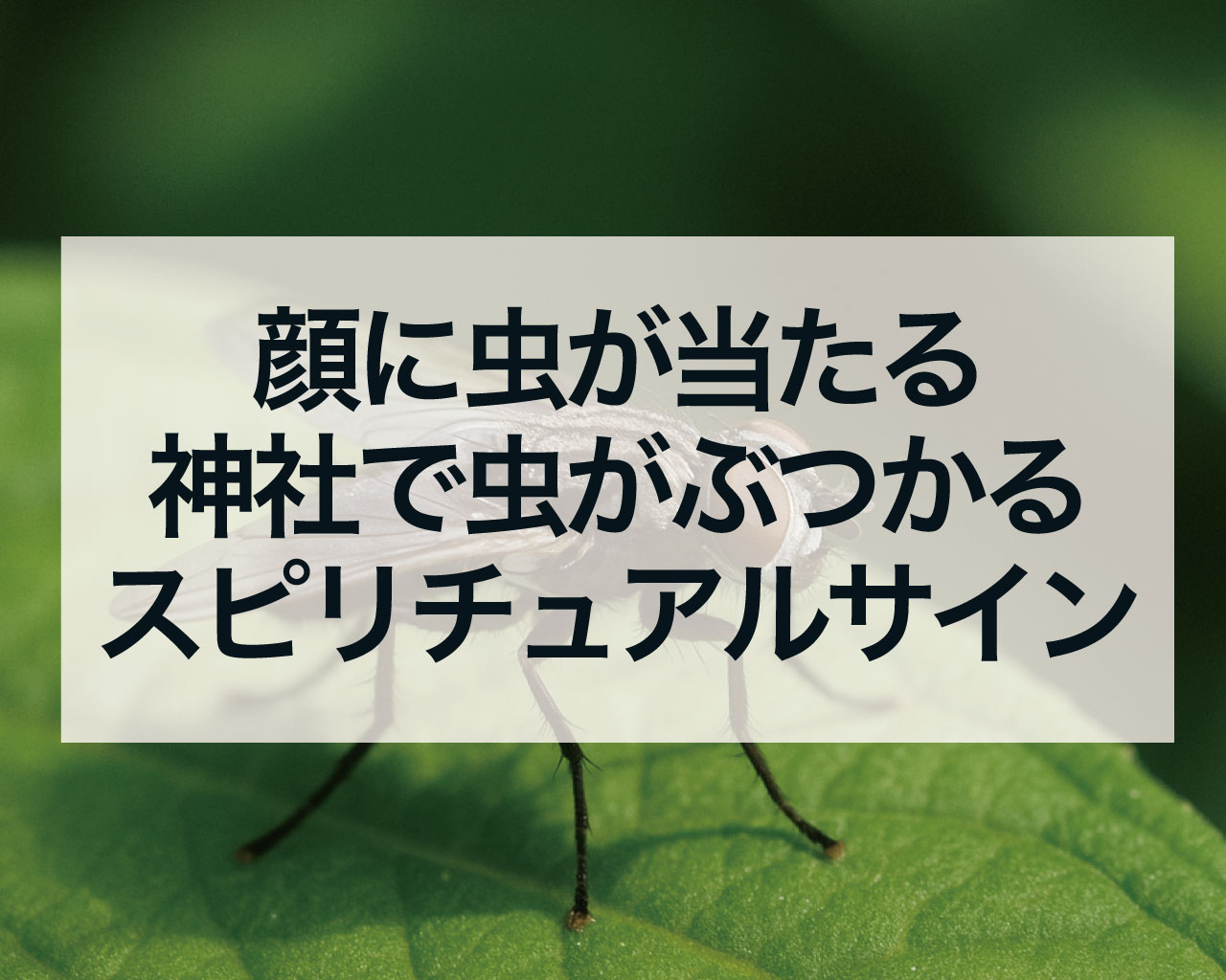 顔に虫が当たる神社で虫がぶつかってくるスピリチュアルサイン