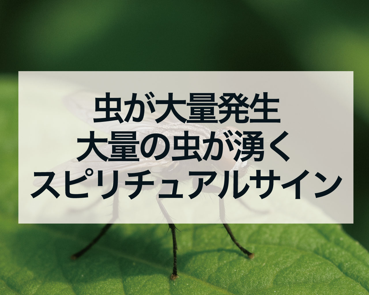 虫が大量発生、大量の虫が湧くスピリチュアルサイン