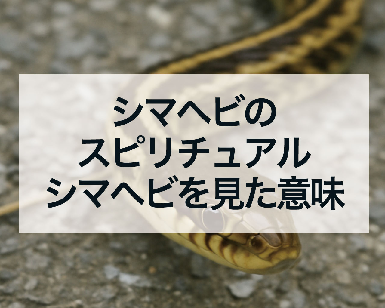 シマヘビのスピリチュアル、シマヘビを見た意味