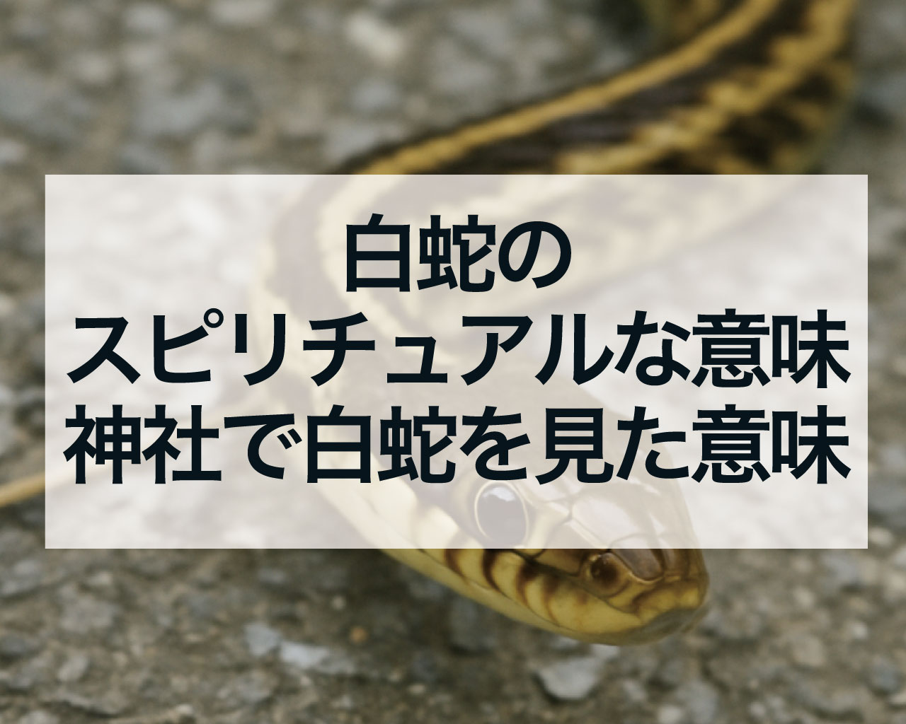 白蛇のスピリチュアルな意味、神社で白蛇を見た意味や子供の頃に見た意味