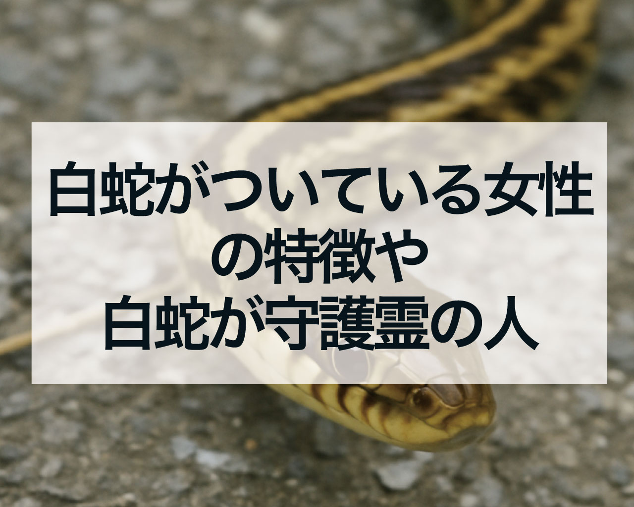 白蛇がついている女性の特徴や白蛇が守護霊の人とは？
