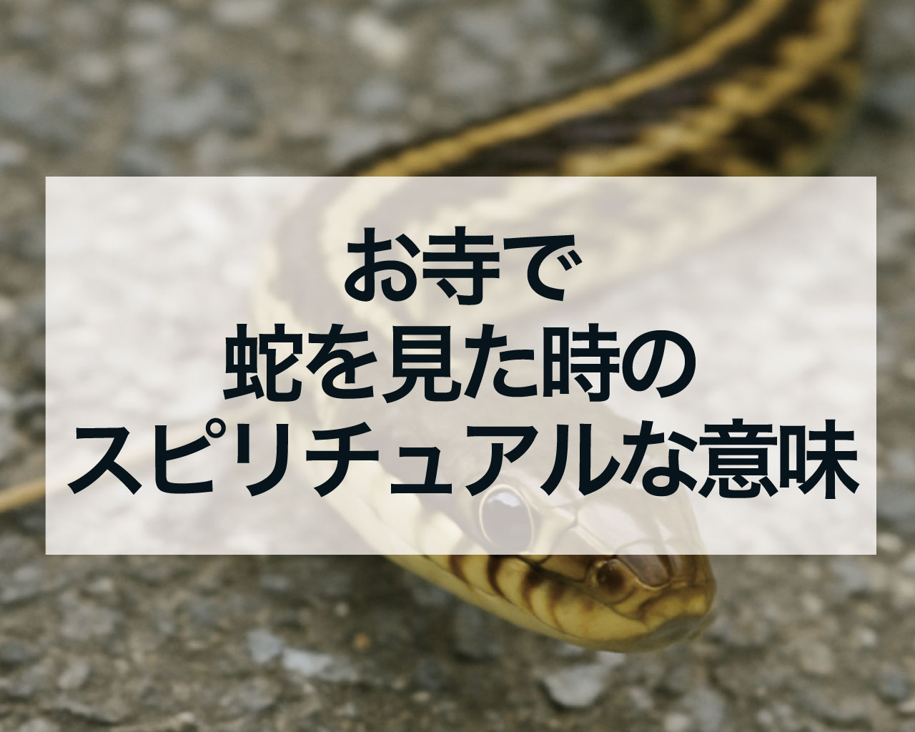 お寺で蛇を見た時のスピリチュアルな意味