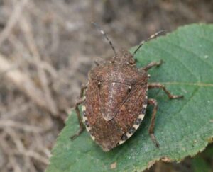 茶色のカメムシのスピリチュアルな意味：安定・家庭・現実への着地