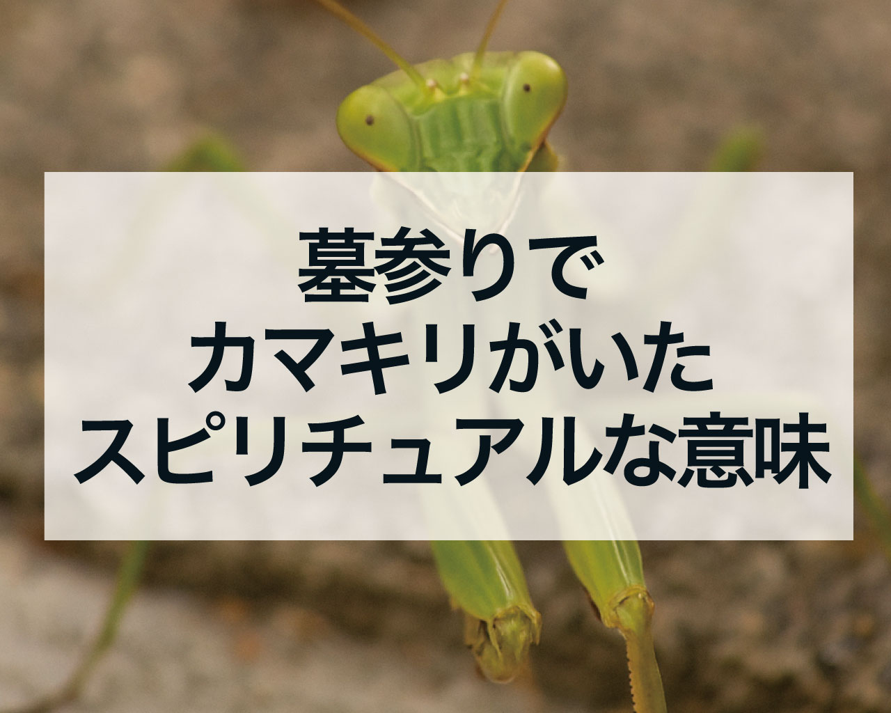 墓参りでカマキリがいたスピリチュアルな意味、カマキリは死者のメッセンジャー？カマキリのお告げとは？