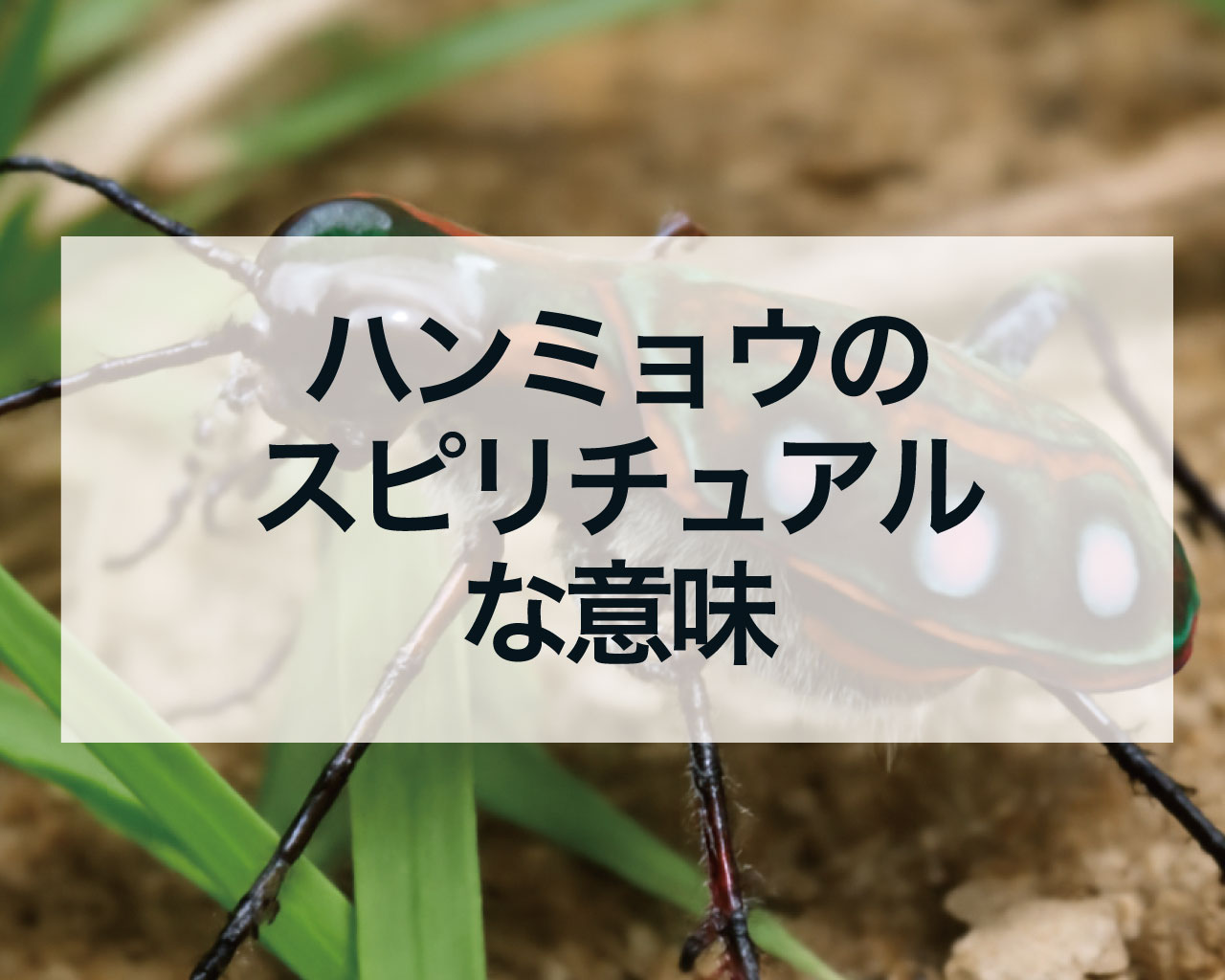 ハンミョウのスピリチュアルな意味
