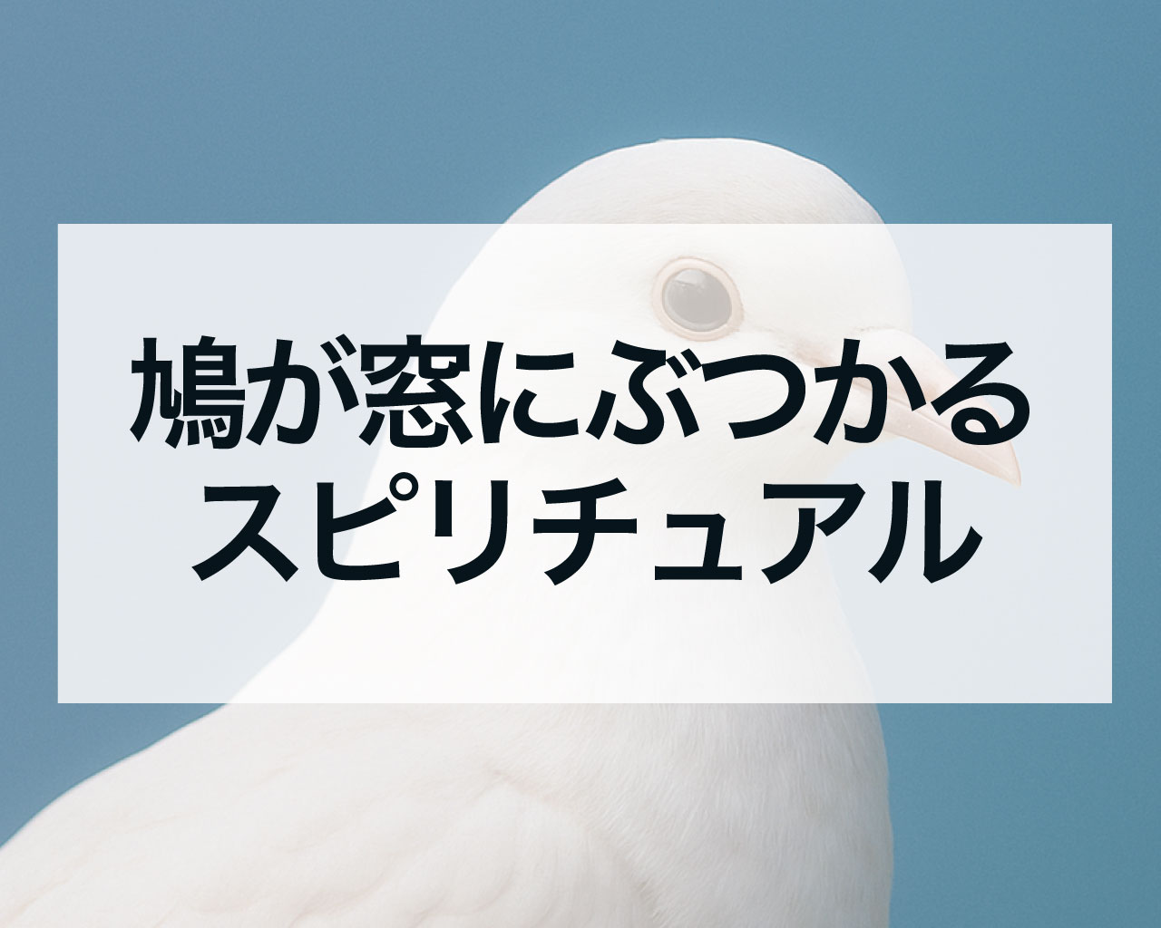 鳩が窓にぶつかるスピリチュアル