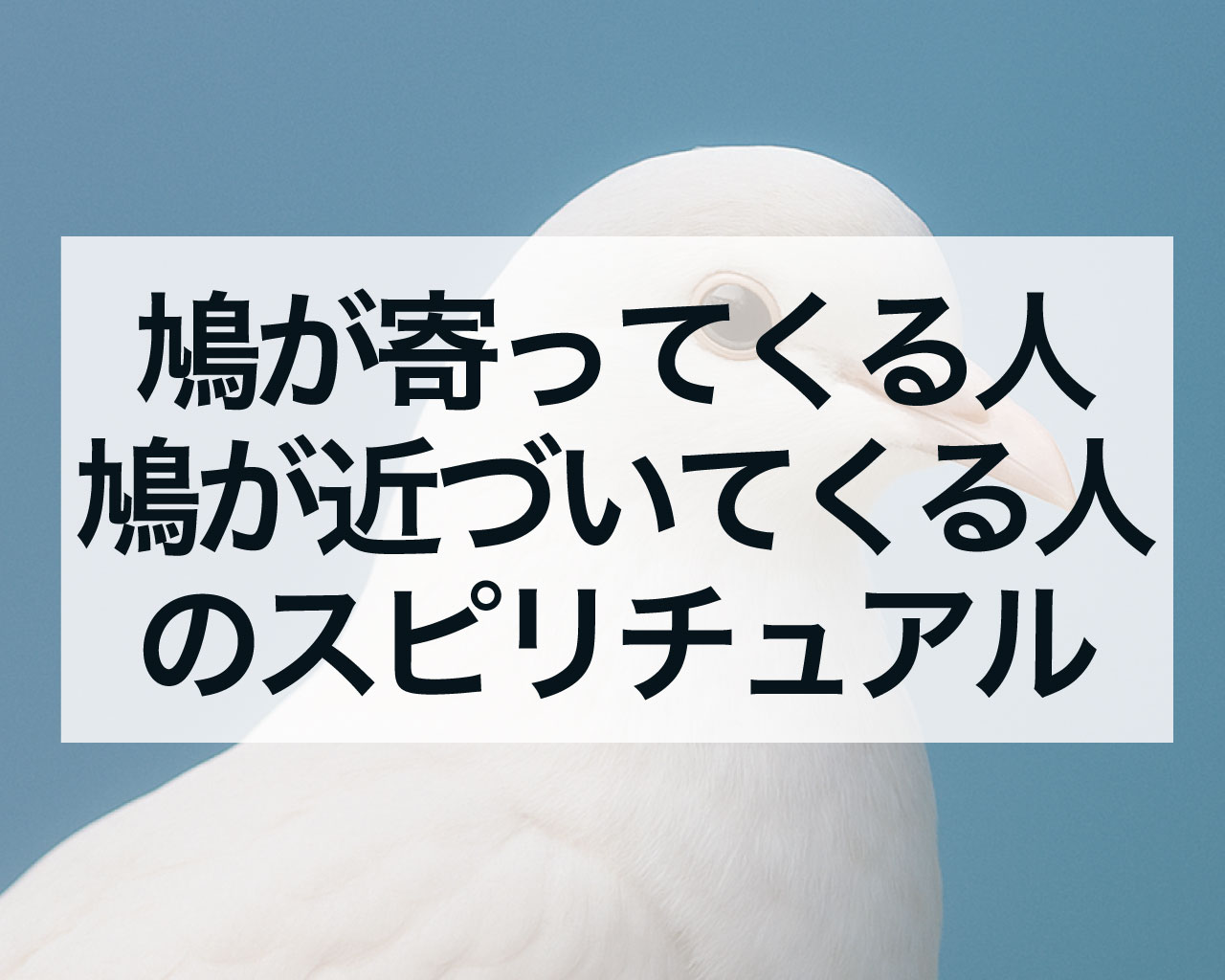 鳩が寄ってくる人、鳩が近づいてくる人のスピリチュアル