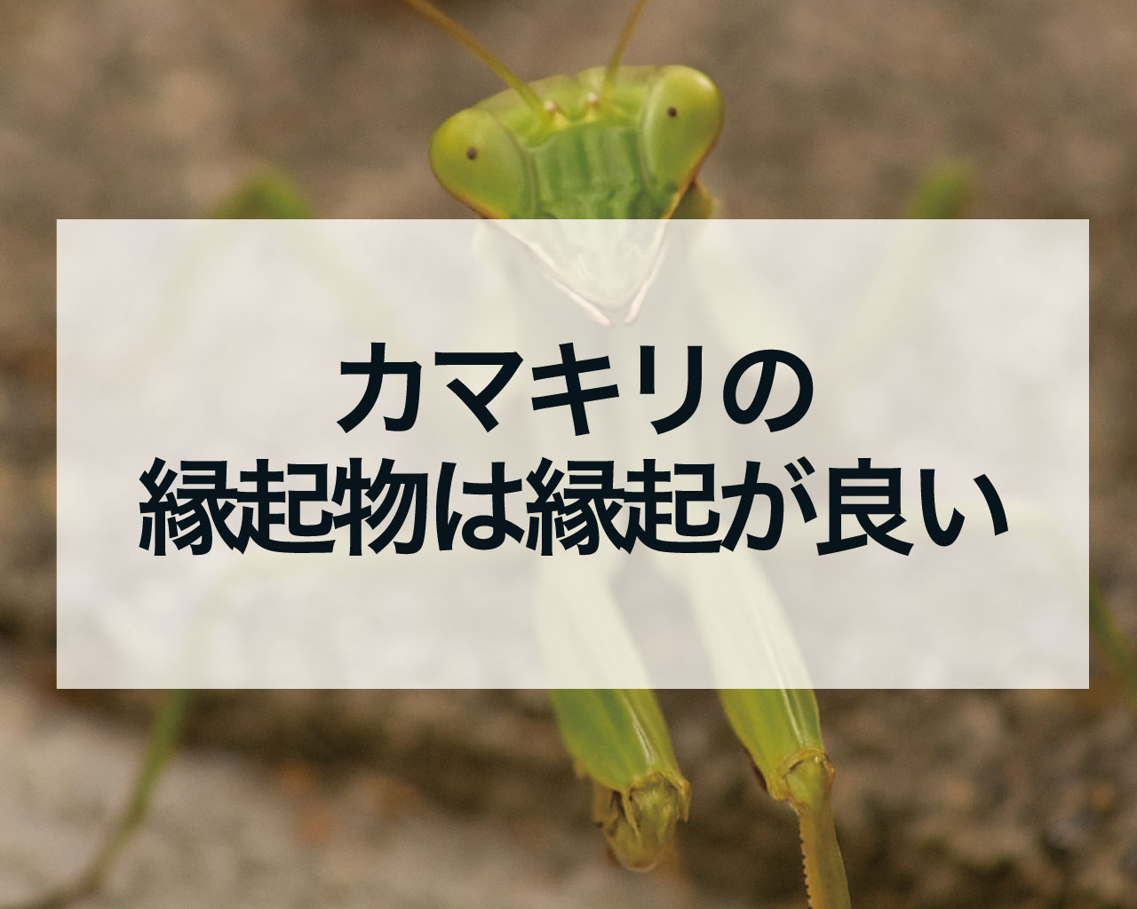 カマキリの縁起物は縁起が良い、カマキリは幸運の神の使者