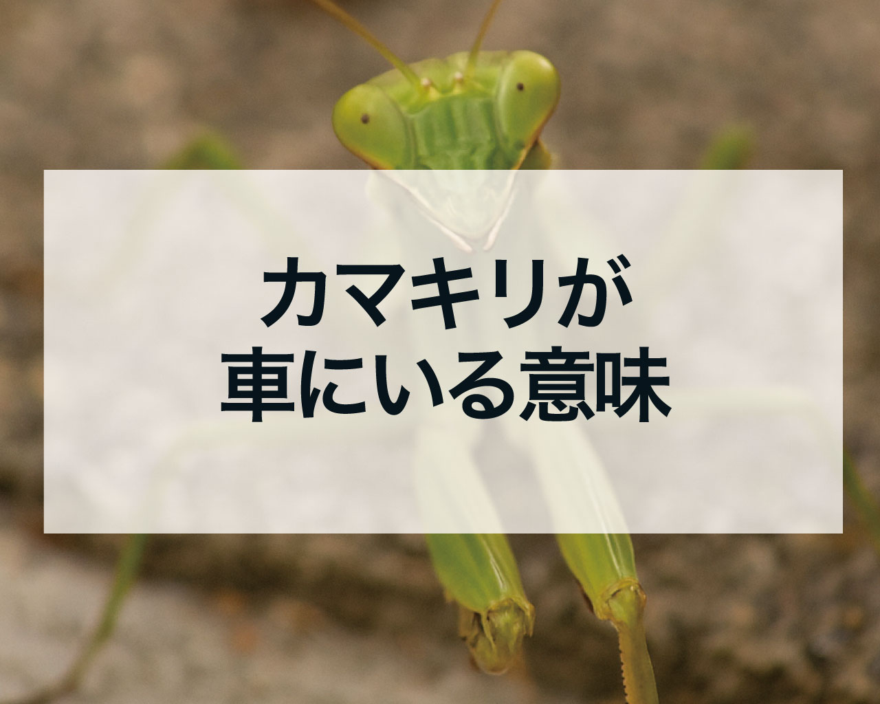 カマキリが車にいる意味、カマキリが車の窓や座席に入ってきたスピリチュアル