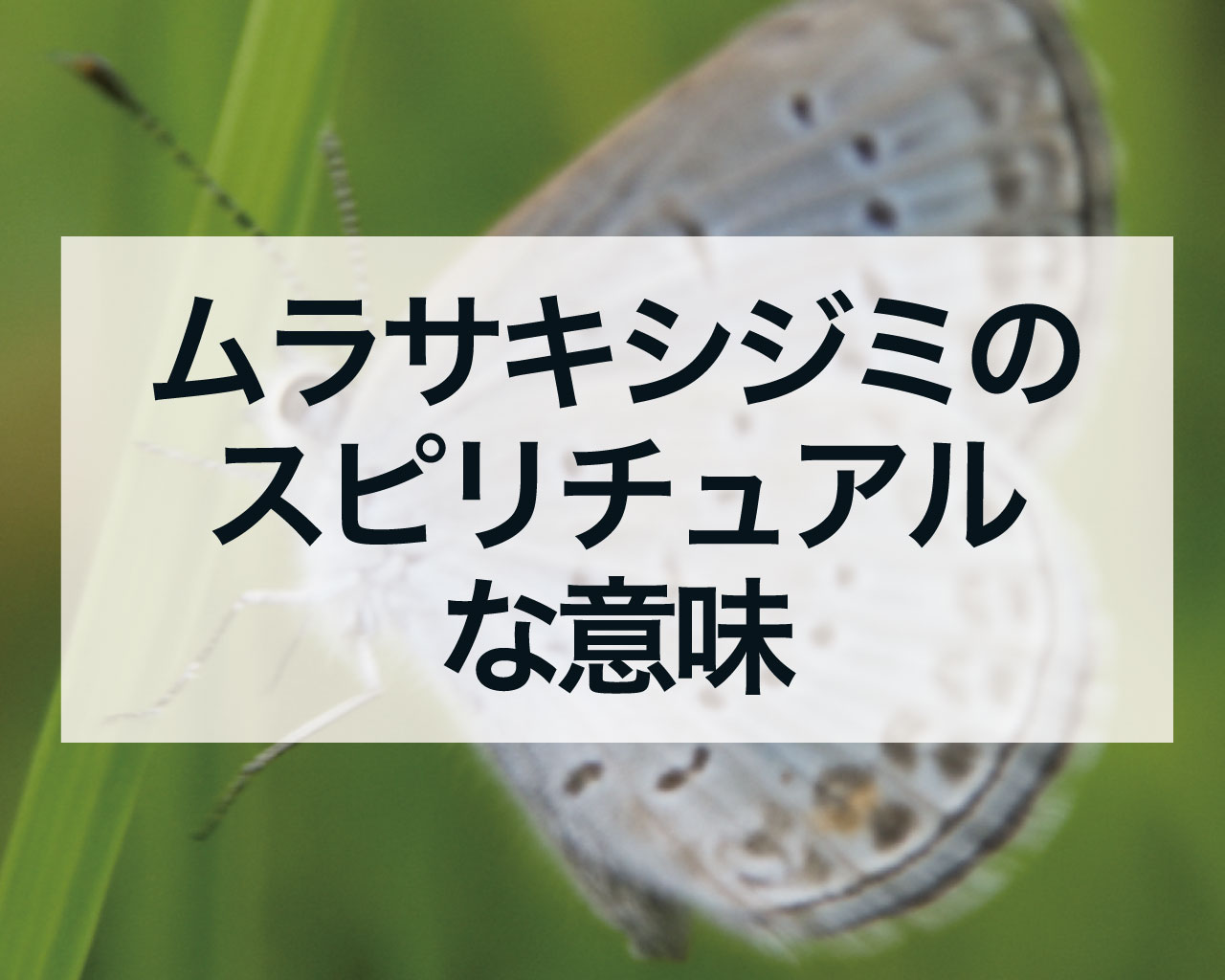 ムラサキシジミのスピリチュアルな意味