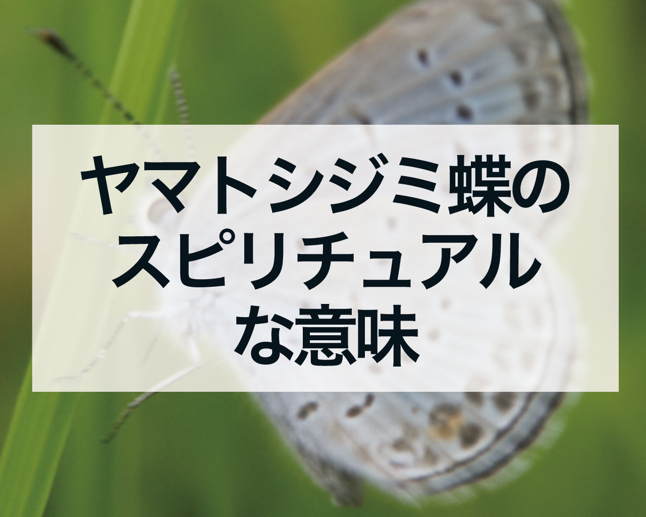 ヤマトシジミ蝶のスピリチュアルな意味