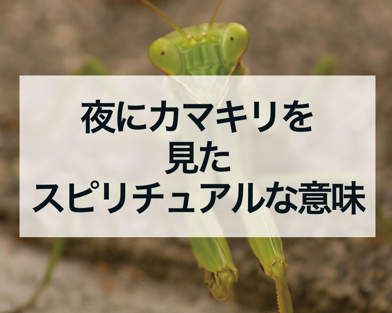 夜にカマキリを見たスピリチュアルな意味