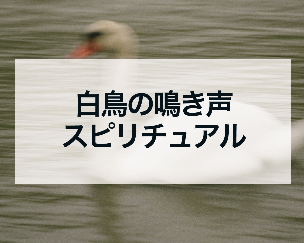 白鳥の鳴き声、夜の鳴き声と昼の鳴き声のスピリチュアルな意味