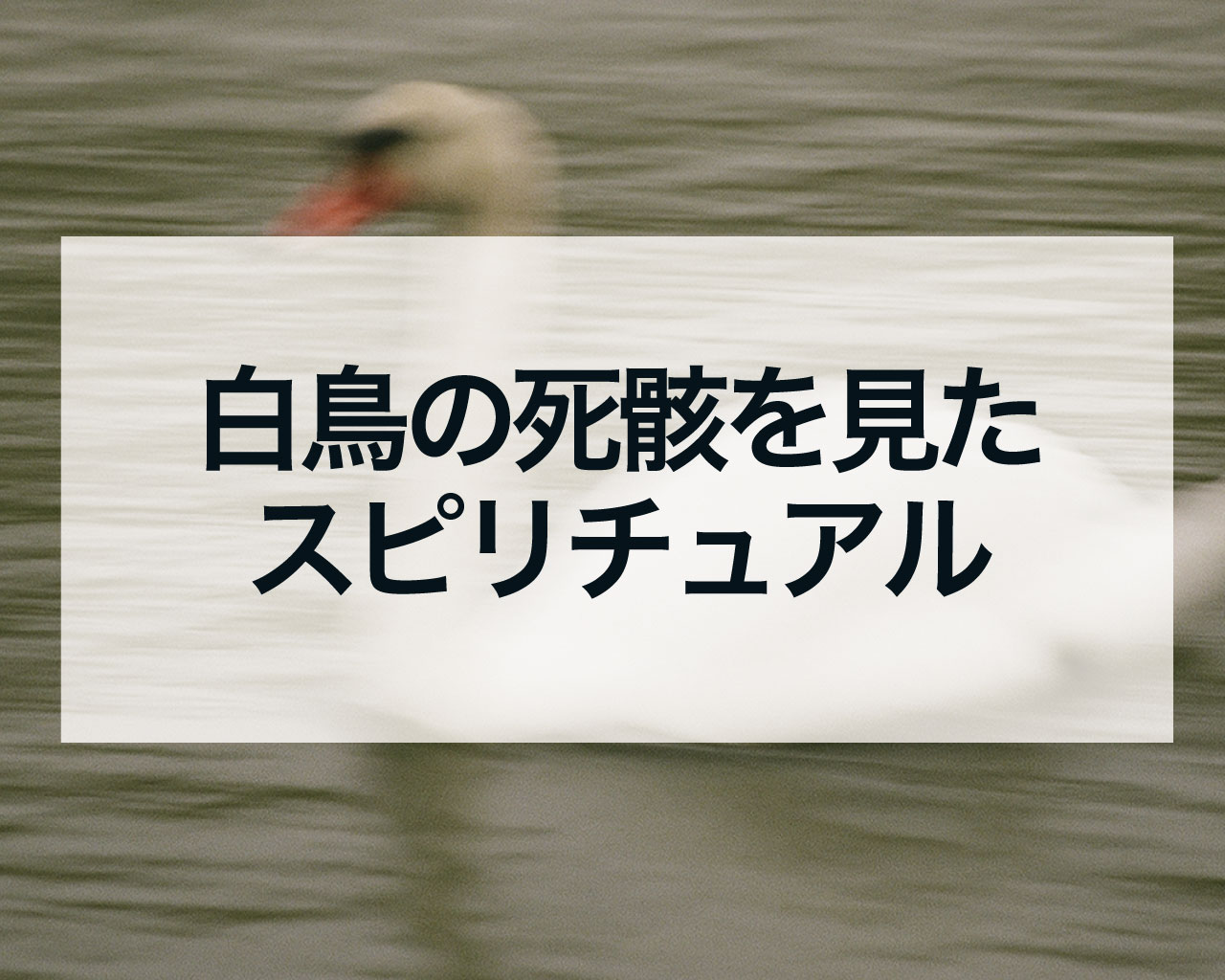 白鳥の死骸を見たスピリチュアルな意味