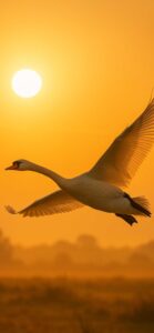 白鳥の待受画像3. 金運・仕事運アップ