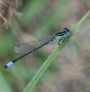 アオモンイトトンボ