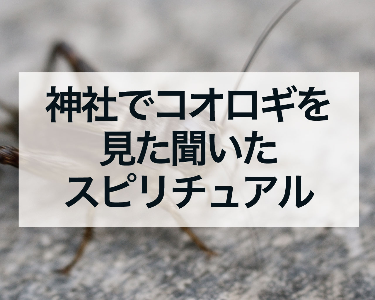 神社でコオロギを見た聞いたスピリチュアル