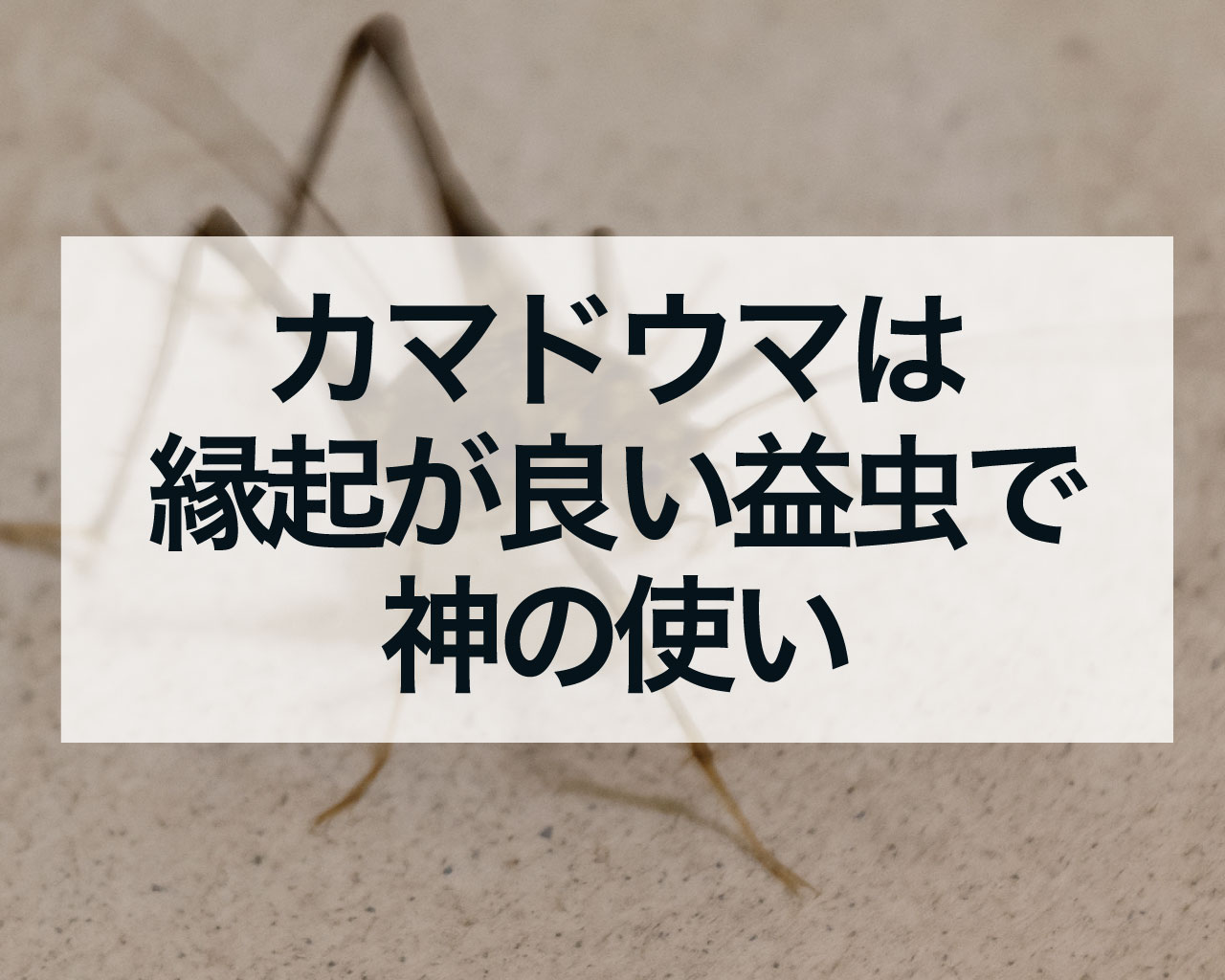 カマドウマは縁起が良い益虫で神の使い
