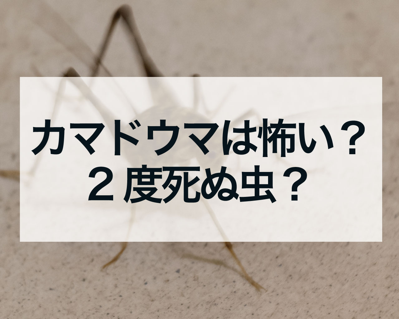 カマドウマは怖い？2度死ぬ虫？気持ち悪いと感じるスピリチュアルな意味