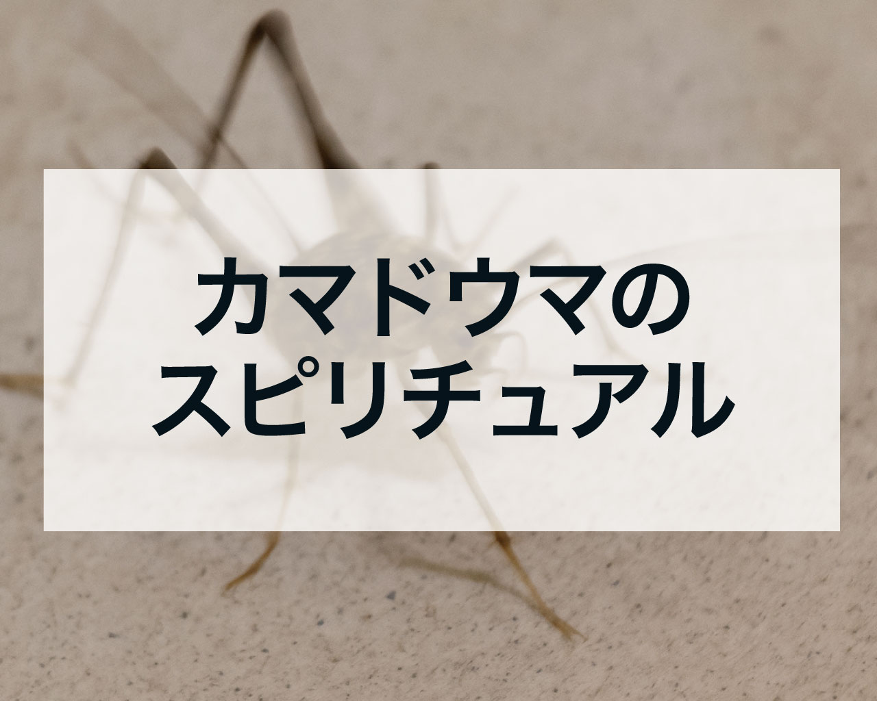 カマドウマのスピリチュアル