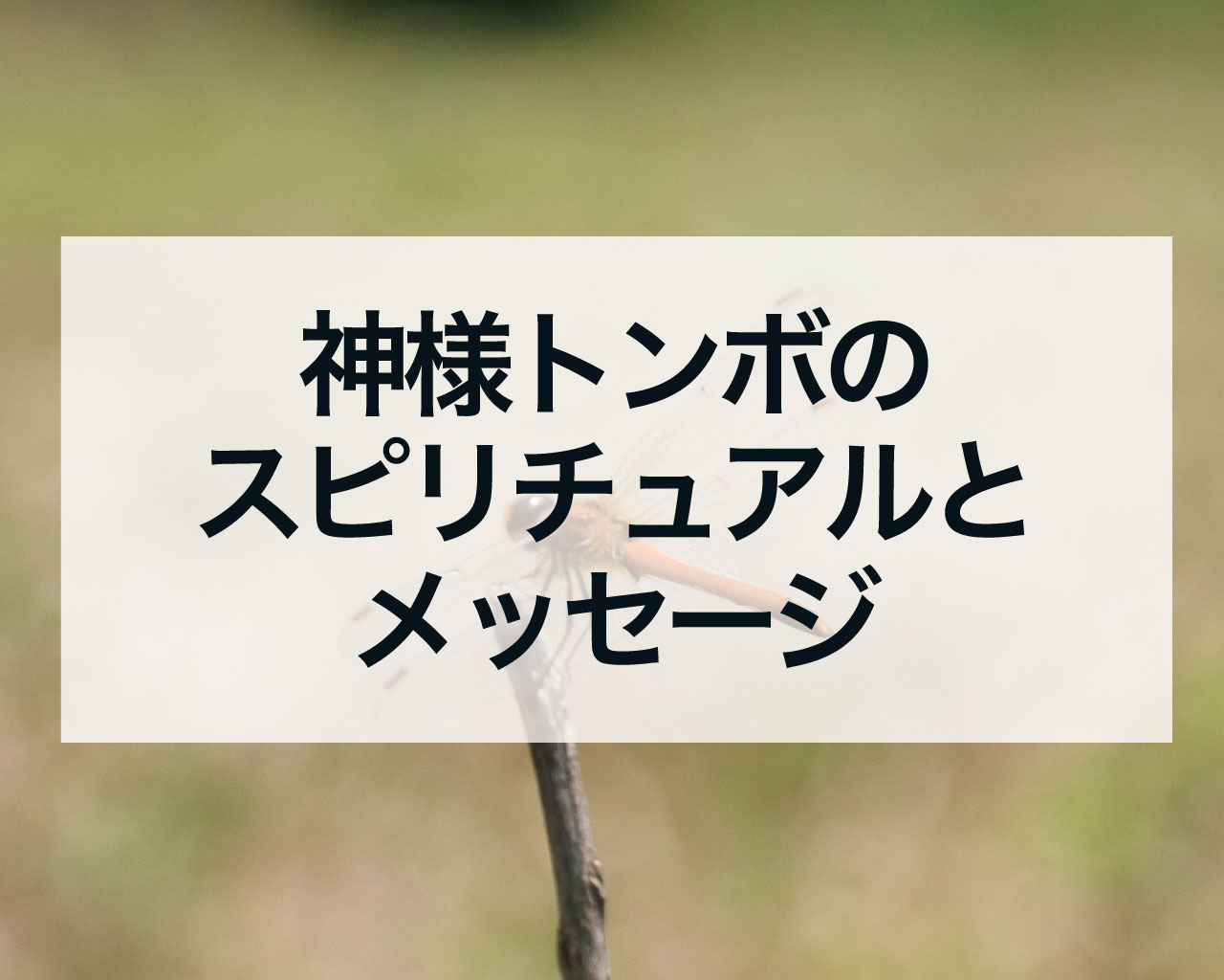 神様トンボのスピリチュアルとメッセージ