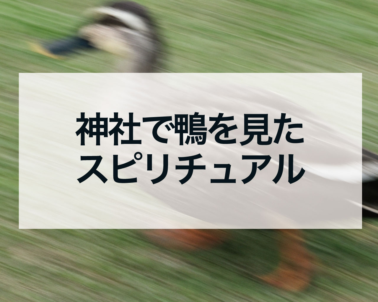 神社で鴨を見たスピリチュアルな意味