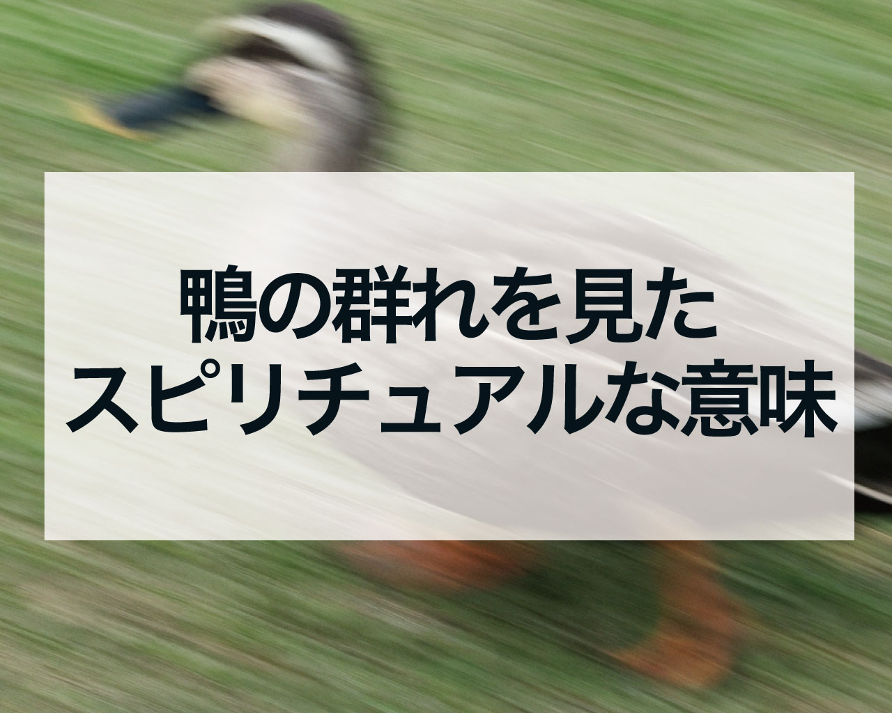 鴨の群れを見たスピリチュアルな意味