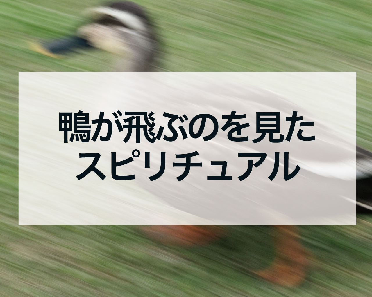 鴨が飛ぶのを見たスピリチュアルな意味