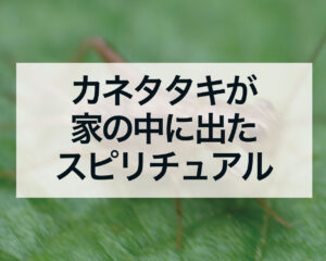 カネタタキが家の中に出たスピリチュアルな意味
